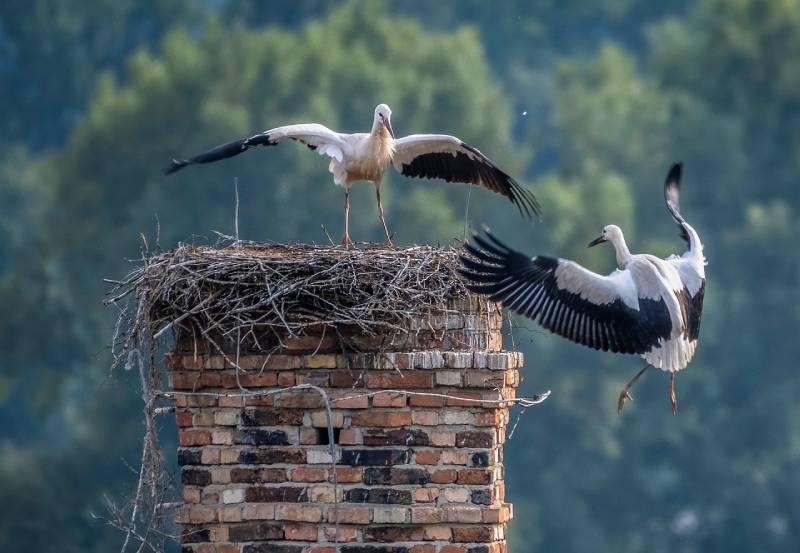 Professional Chimney Animal Removal Services in Newton, Massachusetts