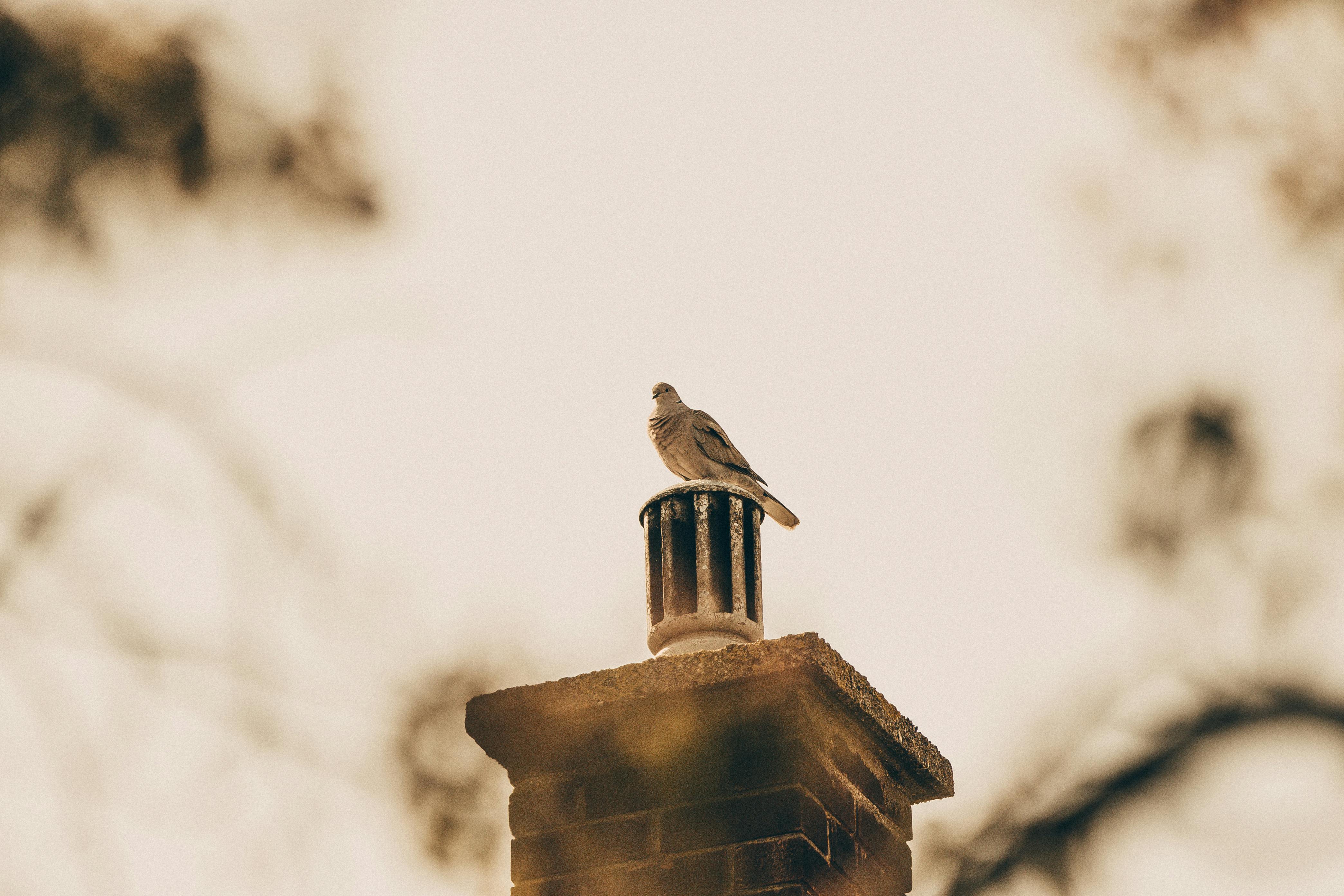 Quality Chimney Caps and Dampers Installation in Newton, MA Professional Chimney Cap and Damper In Newton Massachusetts